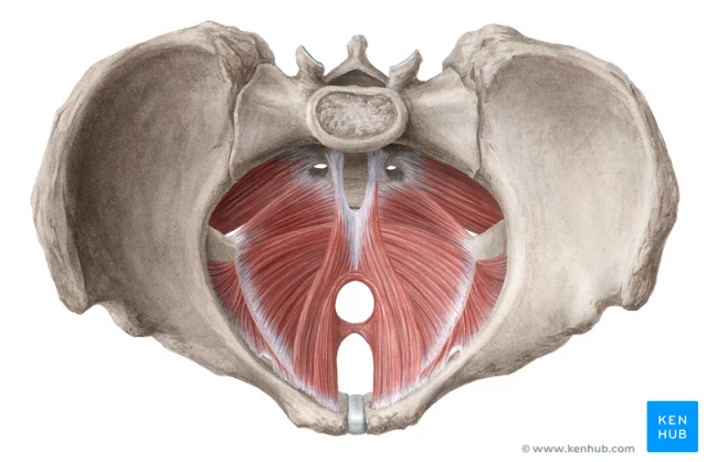 anatomy of pelvic floor muscles