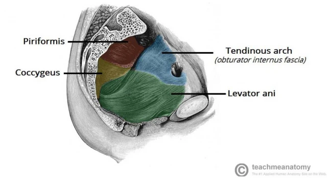 muscles of the pelvic floor